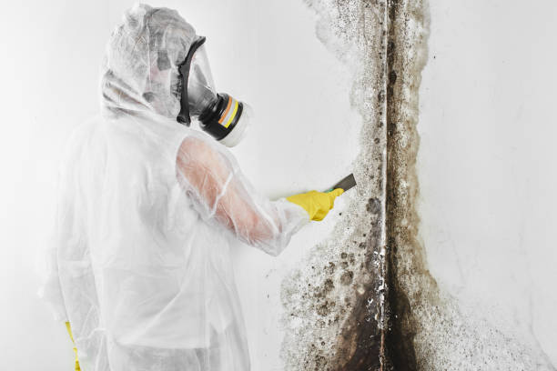 Best Affordable Mold Removal  in Dimondale, MI