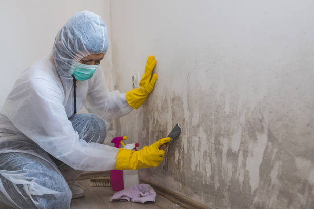 Best Toxic Mold Removal  in Dimondale, MI