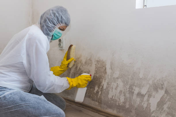 Best Mold Removal Company Near Me  in Dimondale, MI