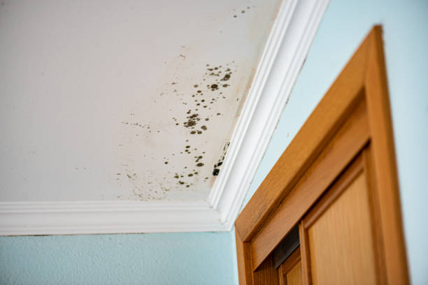 Best Local Mold Removal Service  in Dimondale, MI