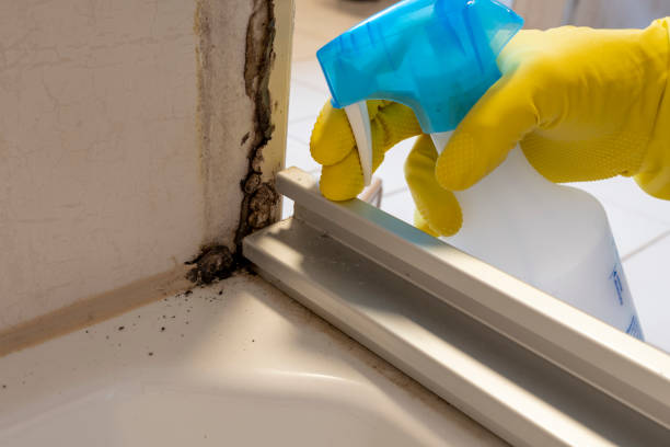 Professional Mold Removal in Dimondale, MI