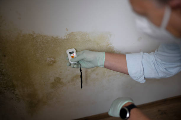 Best Mold Removal Specialists  in Dimondale, MI