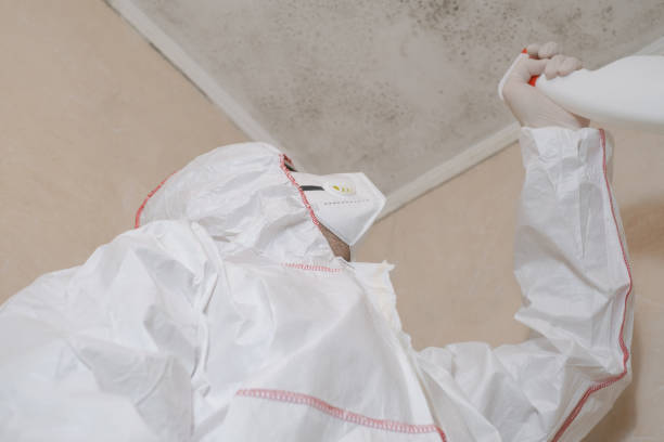 Best Mold Removal Specialists  in Dimondale, MI