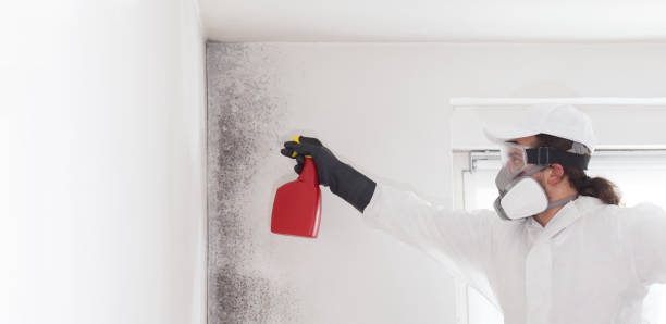 Best Mold Remediation  in Dimondale, MI