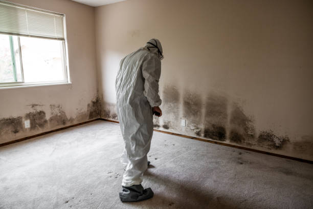 Best Home Mold Removal  in Dimondale, MI