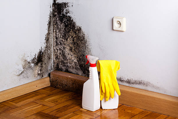 Mold Removal Process in Dimondale, MI