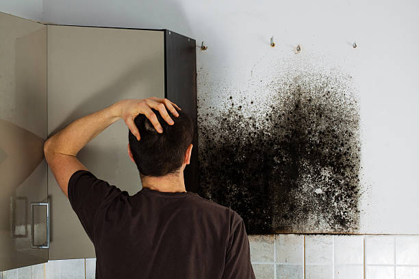 Best Professional Mold Removal  in Dimondale, MI